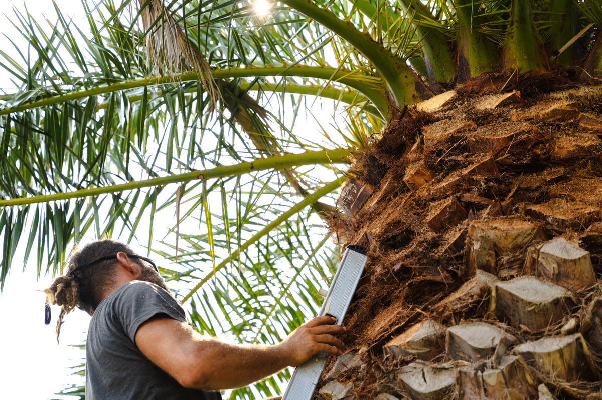 Palm tree trimming and shaving service