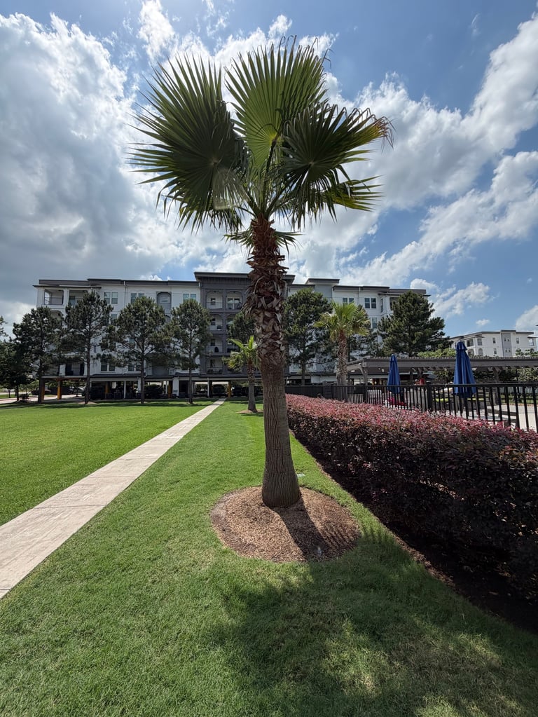 Tall palm tree in a residential courtyard with green lawn, brick buildings, and blue sky with white clouds